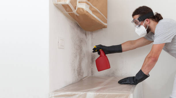 Basement Mold Remediation treatment on basement walls in Mill Creek